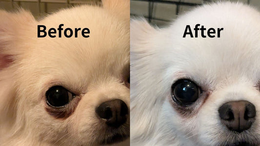 保護犬ちま(チワワ)の涙焼けビフォーアフター【5か月目】