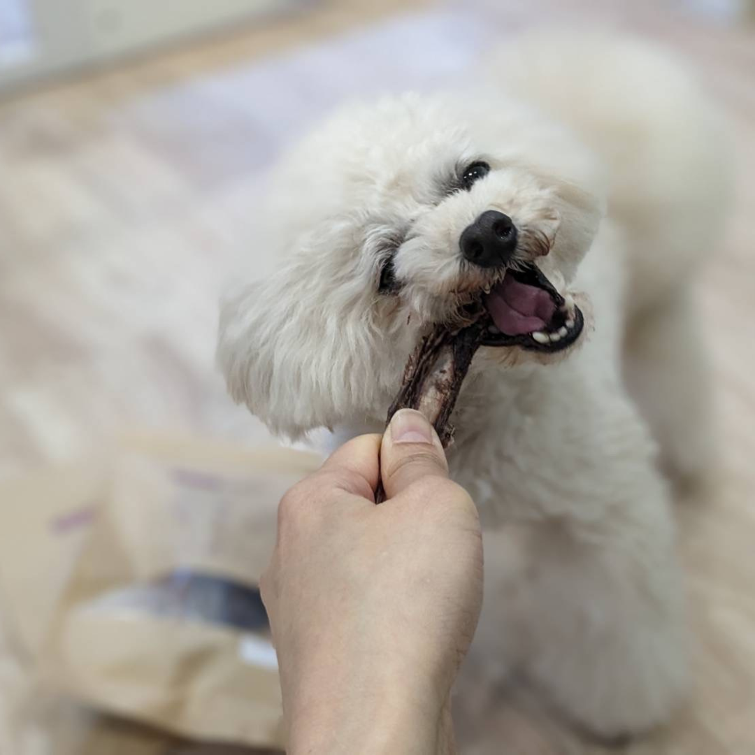 【鹿】犬のおしゃぶり骨【あばら】