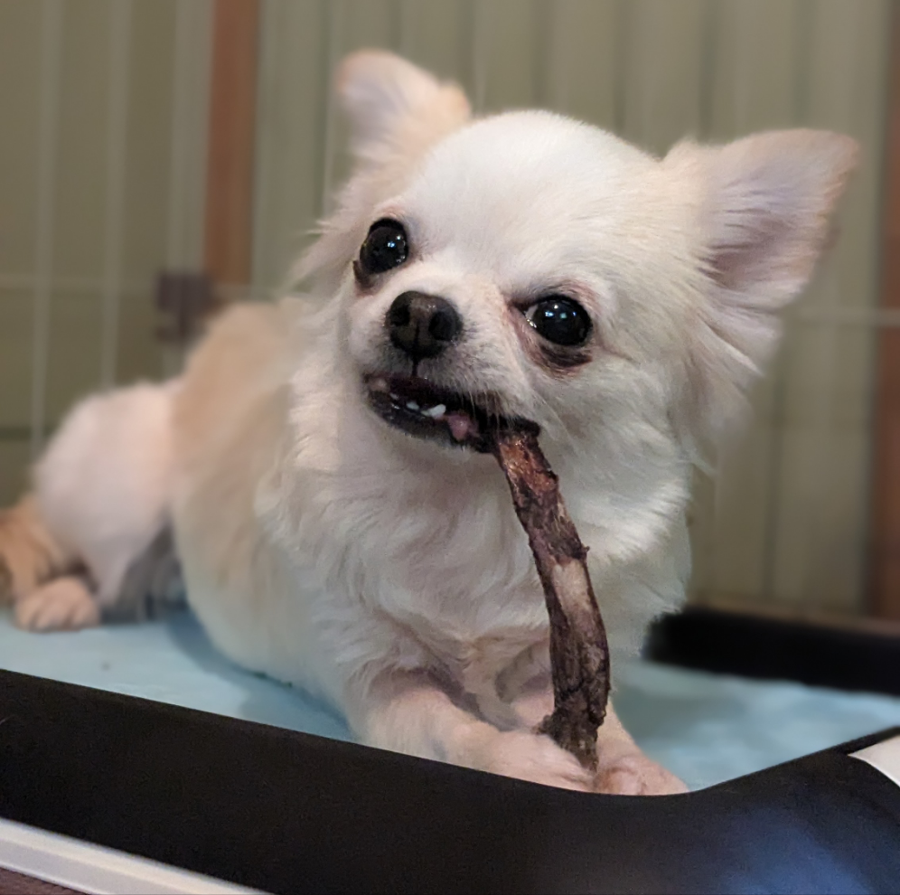 【鹿】犬のおしゃぶり骨【あばら】