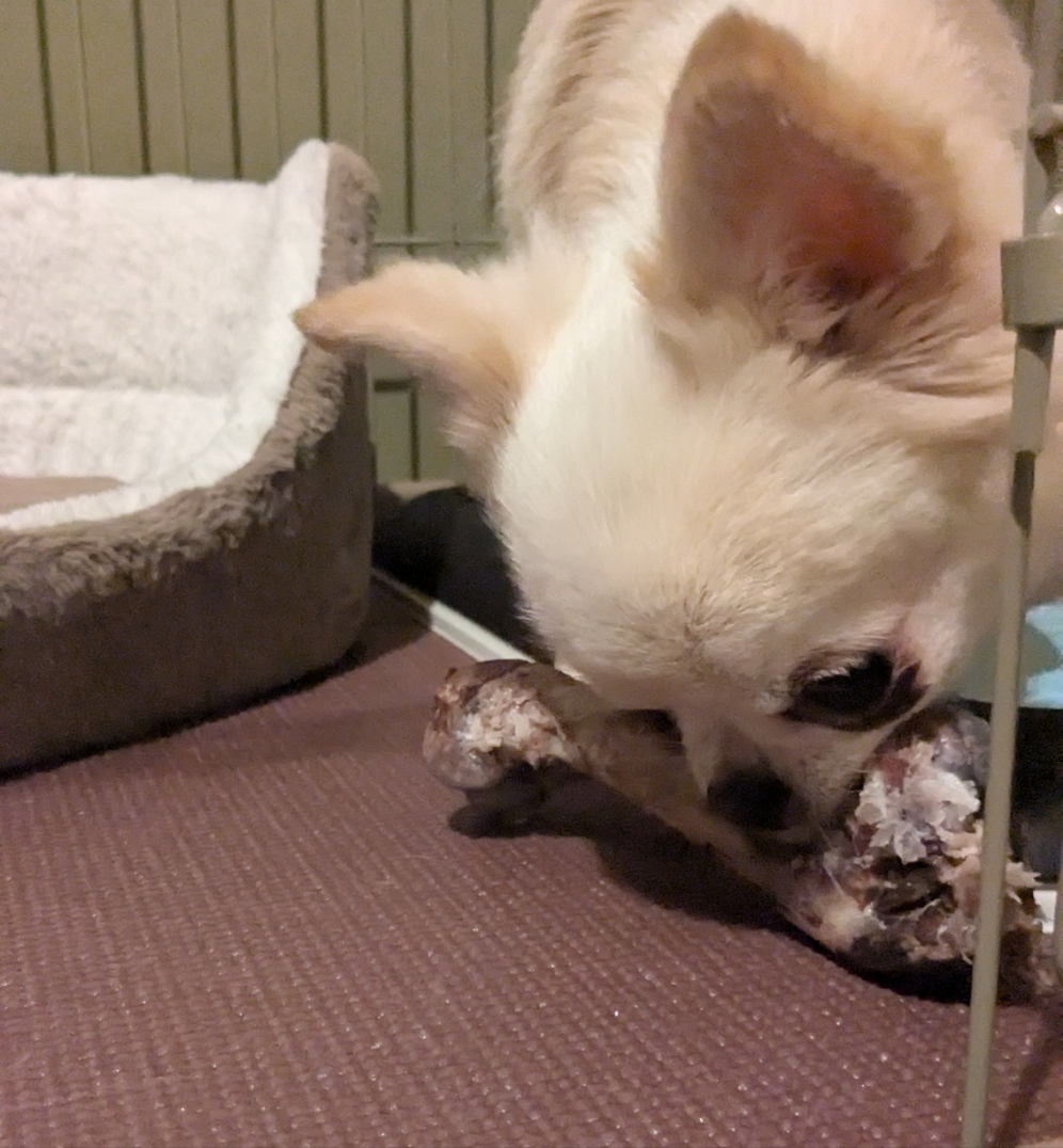 【鹿】犬のおしゃぶり骨【げんこつ型】