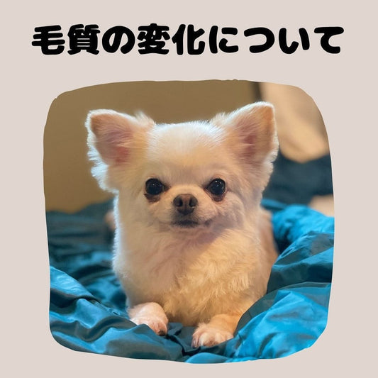 【鹿肉ドッグフード】毛質の変化について。