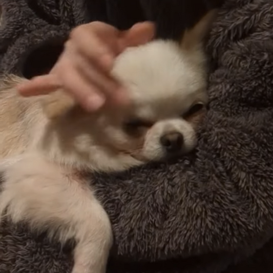 2026年3月休業日のお知らせ。